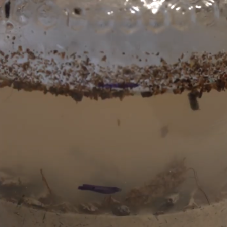 ??⚗️? Un fiume di scienza: esperimenti sull'acqua da fare a casa o a scuola. Scomponiamo il suolo.