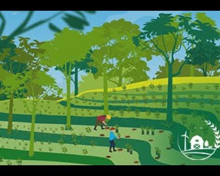 ? Basics of Agroforestry