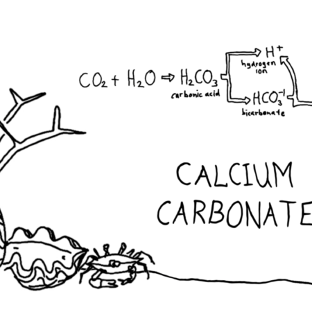 ? Demystifying ocean acidification and biodiversity impacts