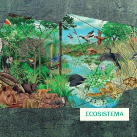 ? Gli ecosistemi - Struttura e funzione degli ecosistemi