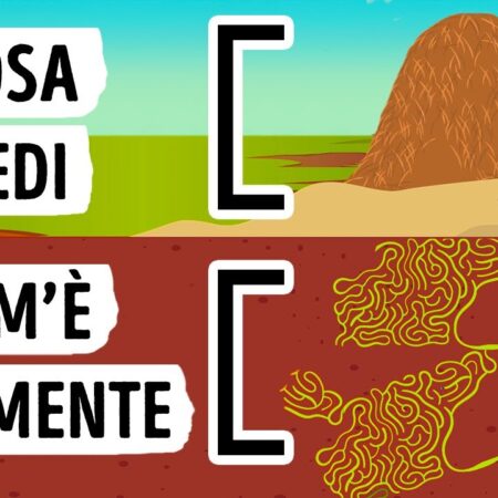 ? Cosa Vedresti se Potessi Entrare in un Formicaio