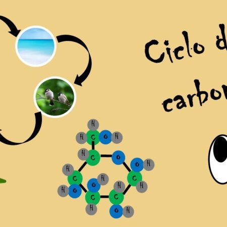 ? Mini lezione: il ciclo del carbonio