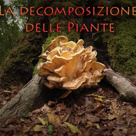 ? Ecologia e Scienze Naturali
