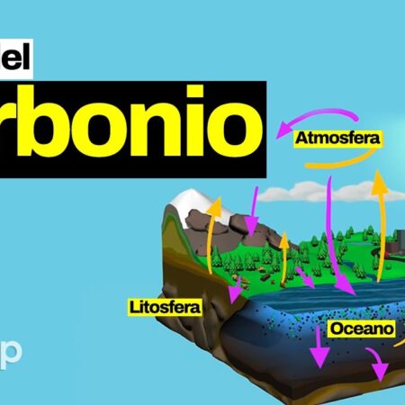 ? IL CICLO DEL CARBONIO - come si svolge e perché serve a capire il riscaldamento globale