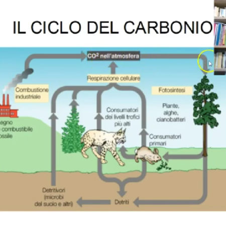 ? Il ciclo del carbonio