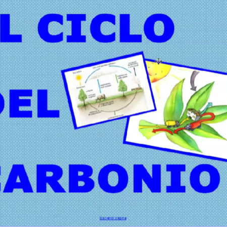 ? Il ciclo del carbonio