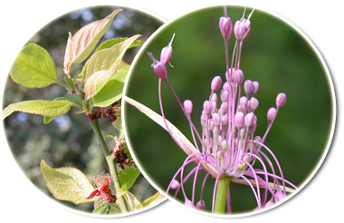 ? ESPLORIAMO LA FLORA: un progetto per le scuole